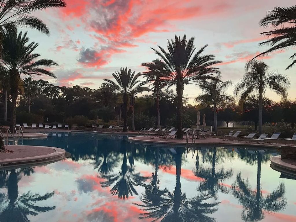 palm trees around pool at sunrise